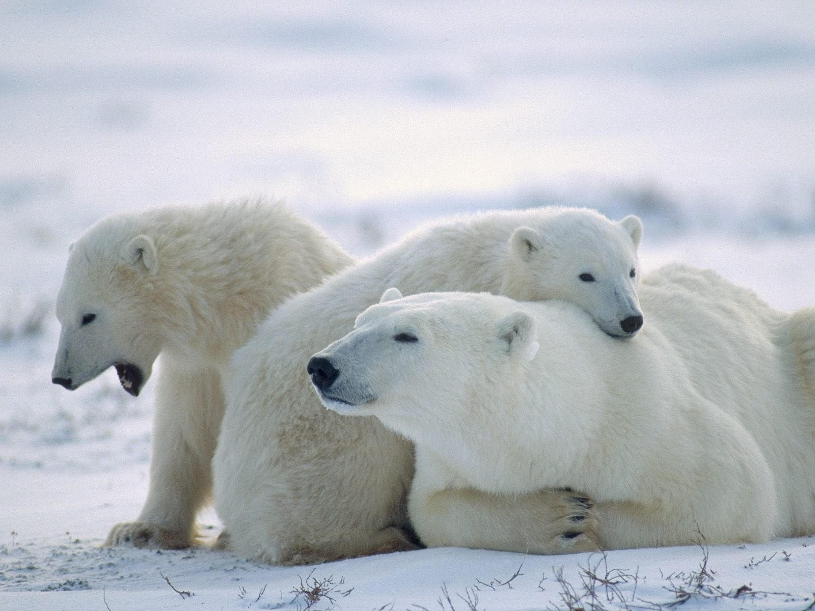 Семья белых медведей. Нажмите на картинку с животными, чтобы