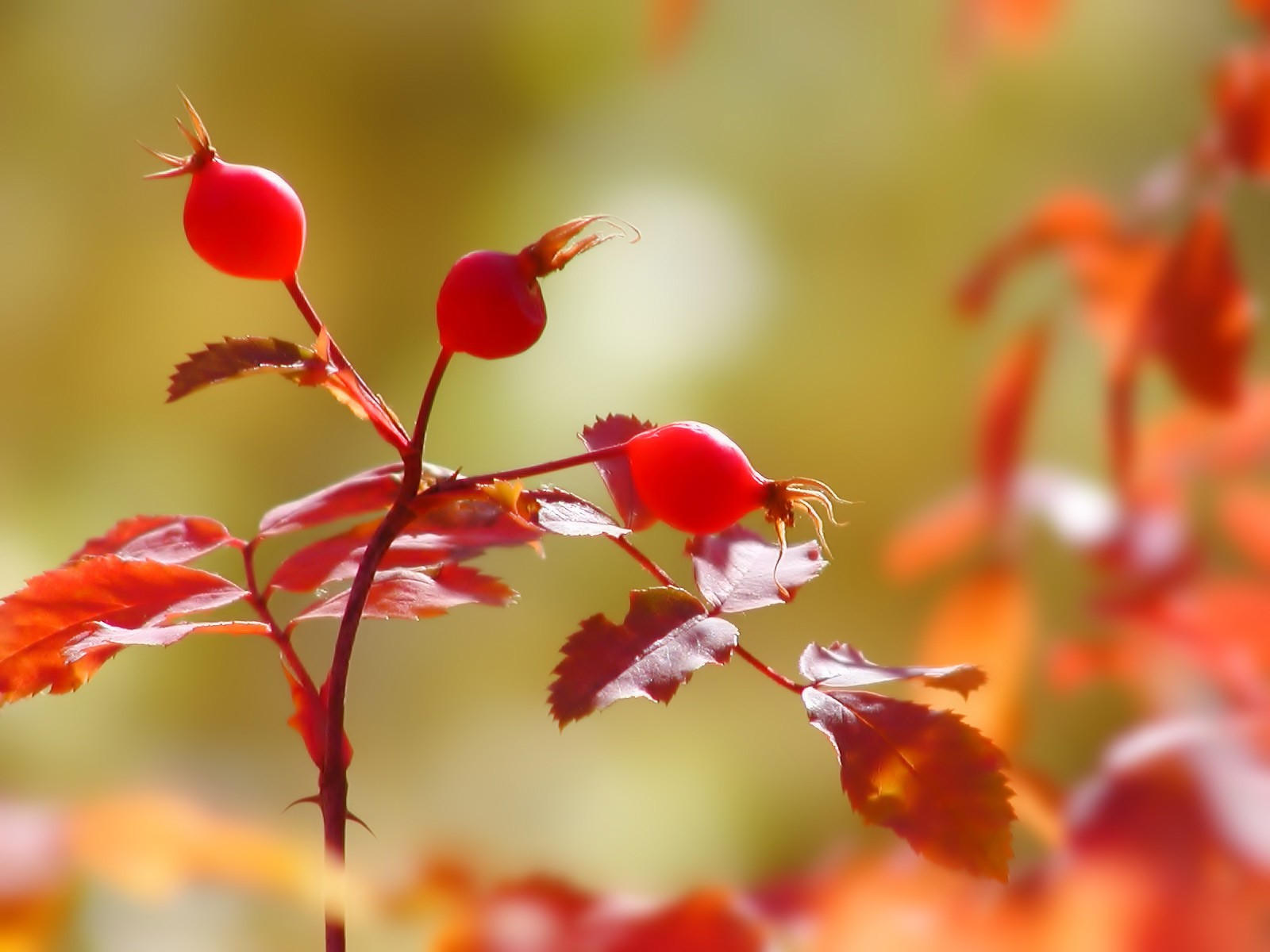 Растения Осенью Картинки