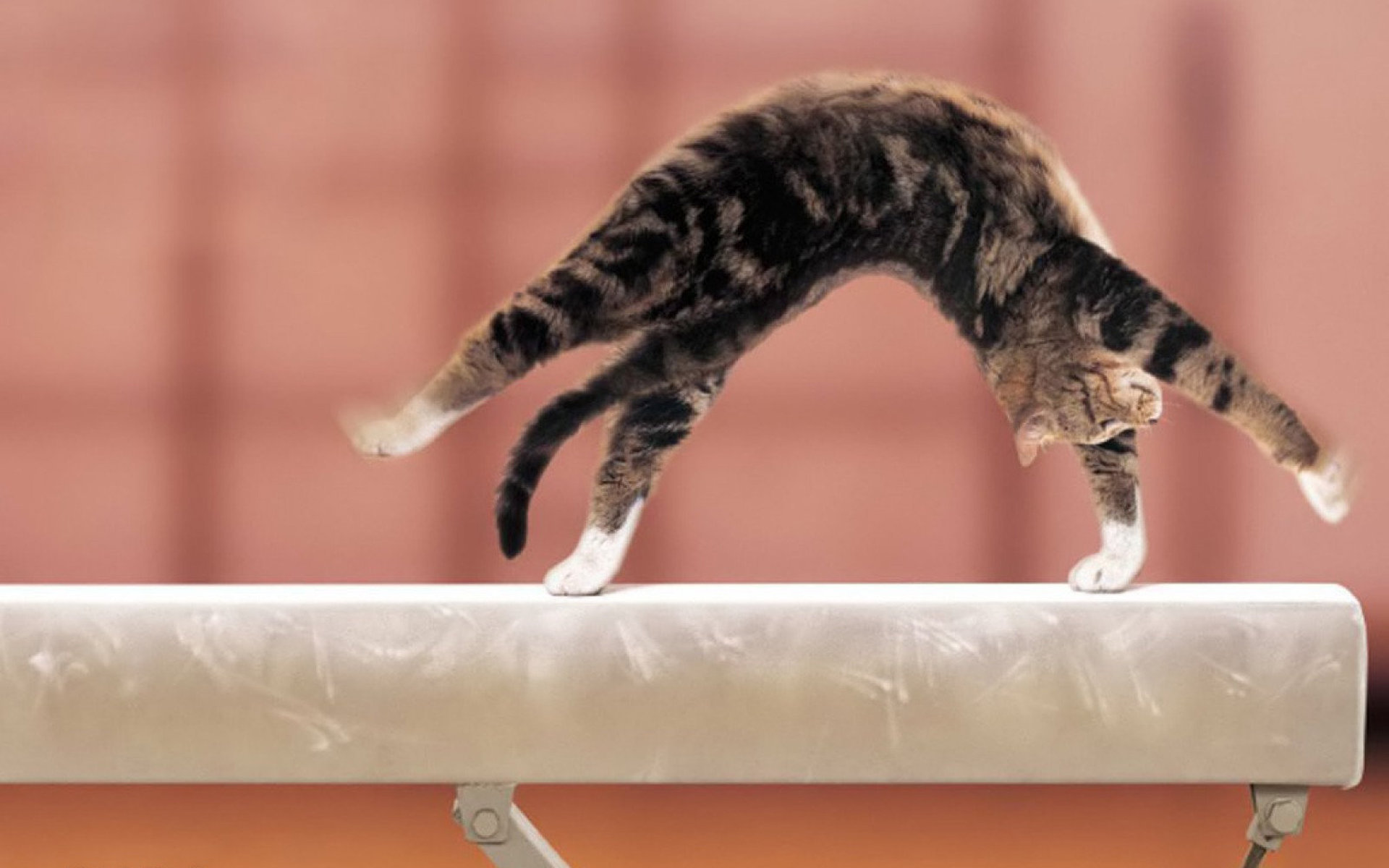 Ни разу не присев. Гибкая кошка. Кот растяжка. Кошка гимнастка. Кошка в прыжке.