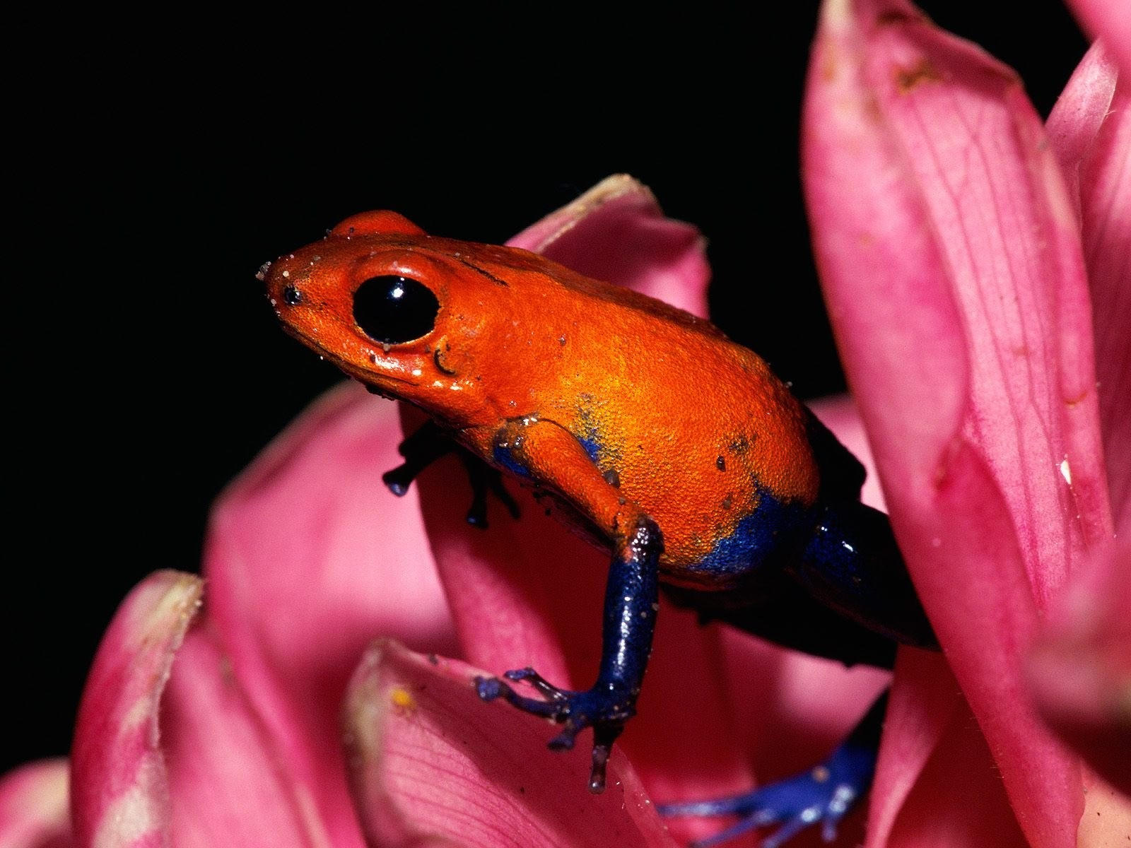 Лягушка оранжево-синего окраса