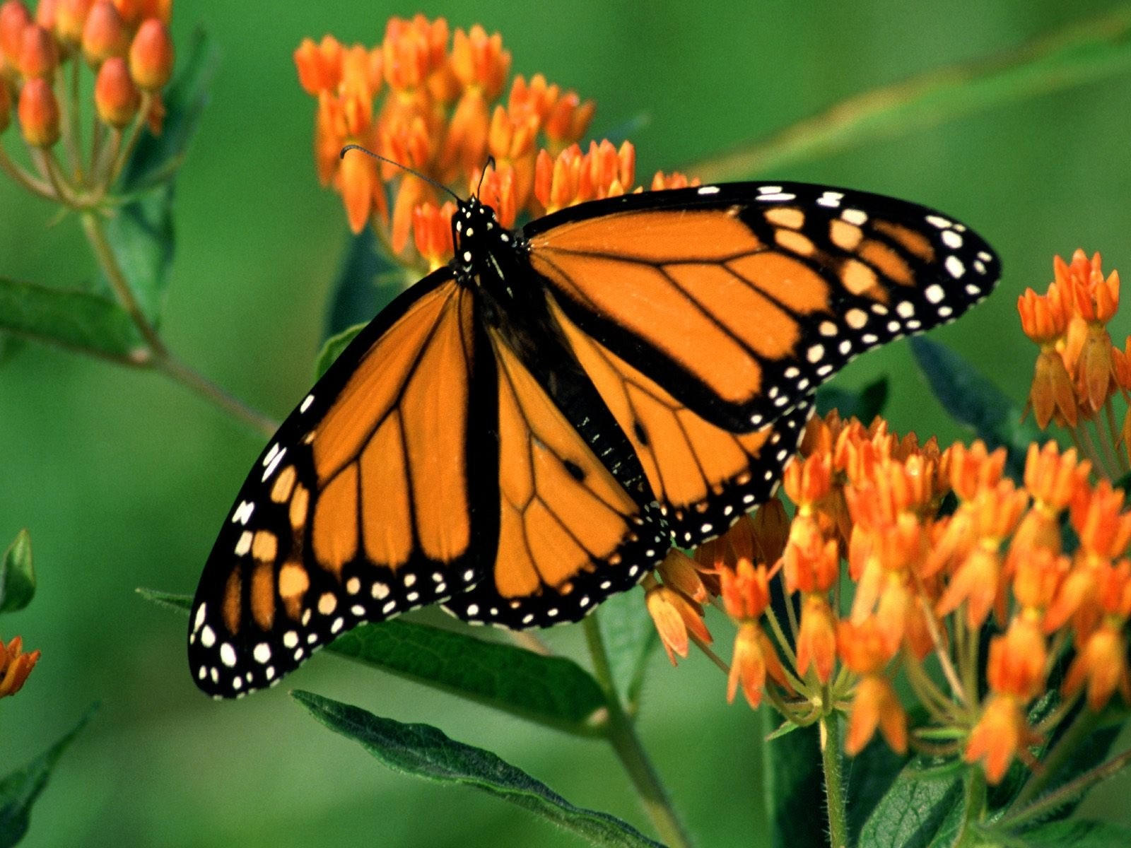 Оранжевая бабочка на цветах