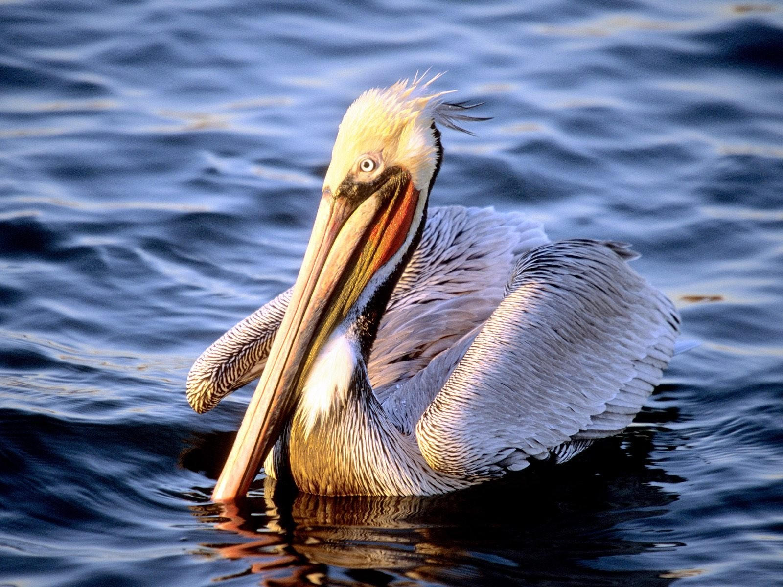 Белый пеликан в воде