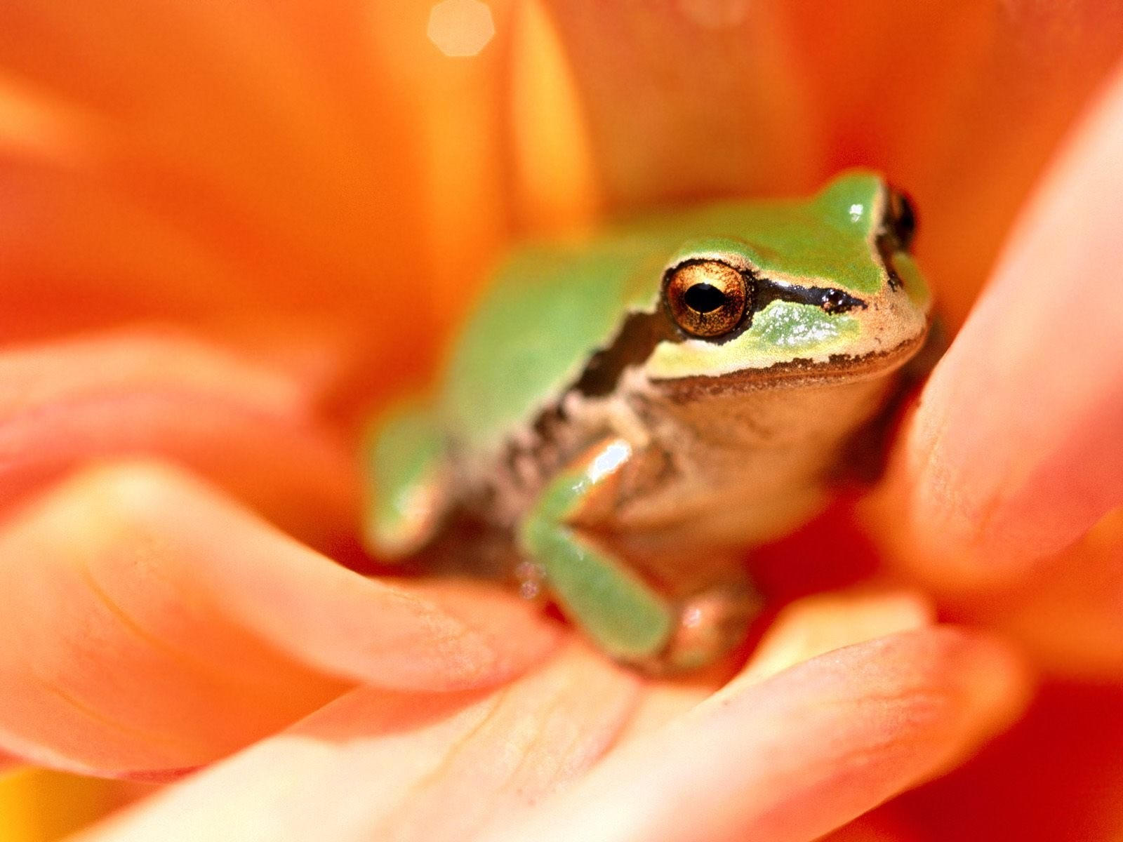Зелёная лягушка в цветке