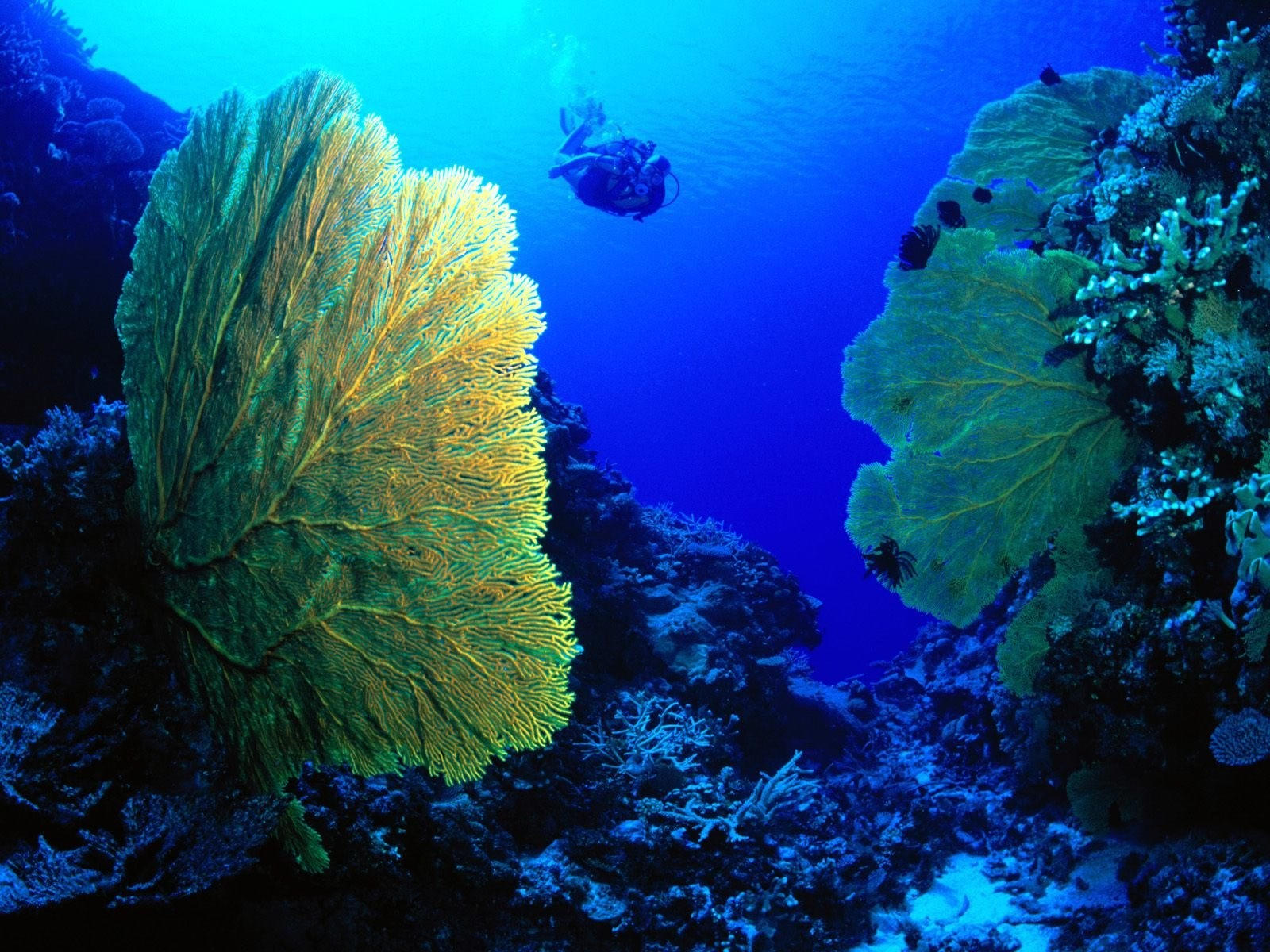 Водоросли на морском дне. Подводные растения. Кораллы под водой. Морские глубины. Красивые водоросли.