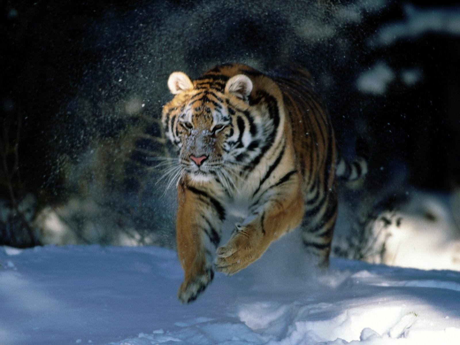 Бег  тигра по зимнему лесу