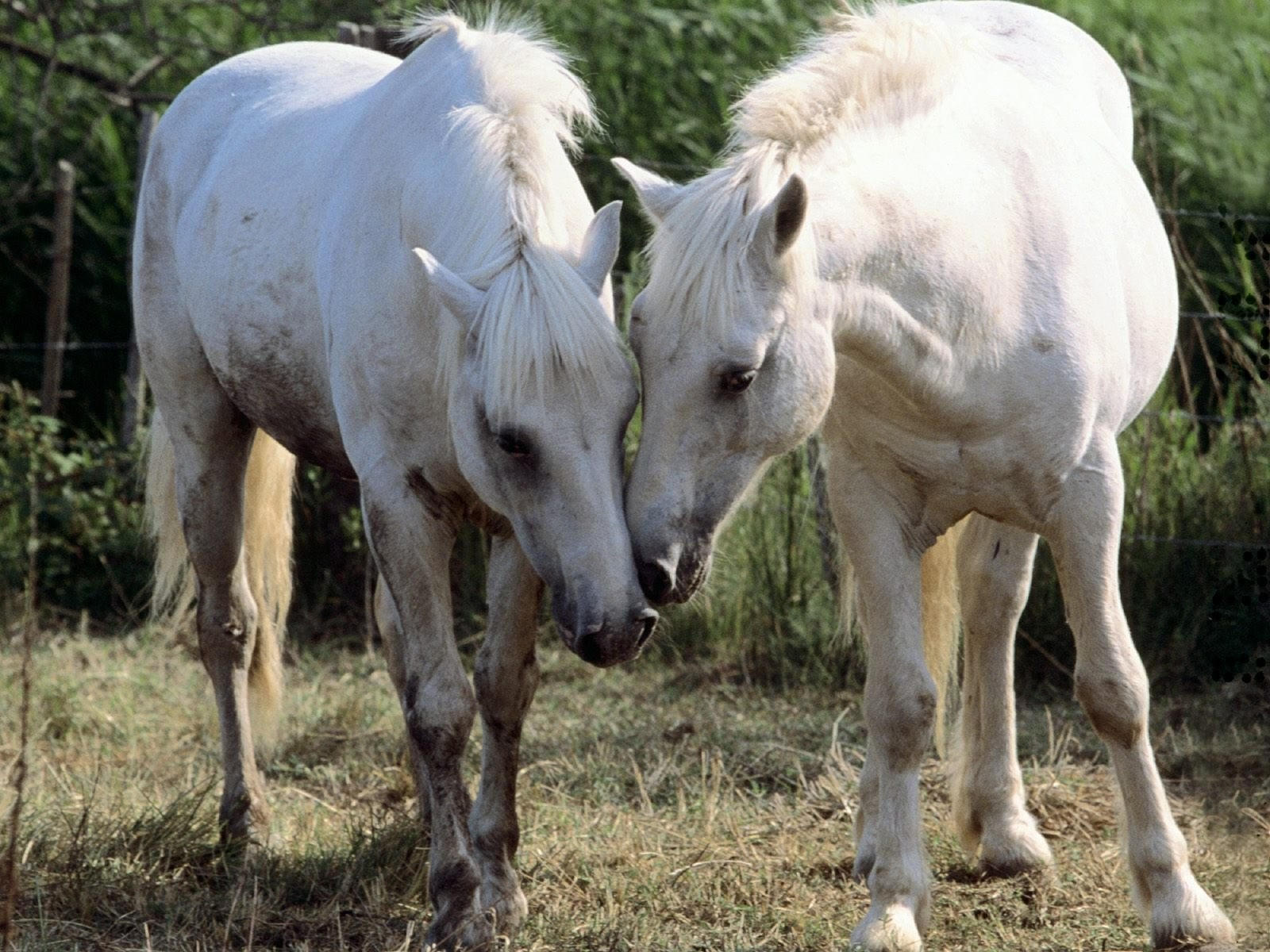 Сколько лошадей в мире. Две лошади. Лошадь фото. Белая лошадь. Влюбленные лошади.