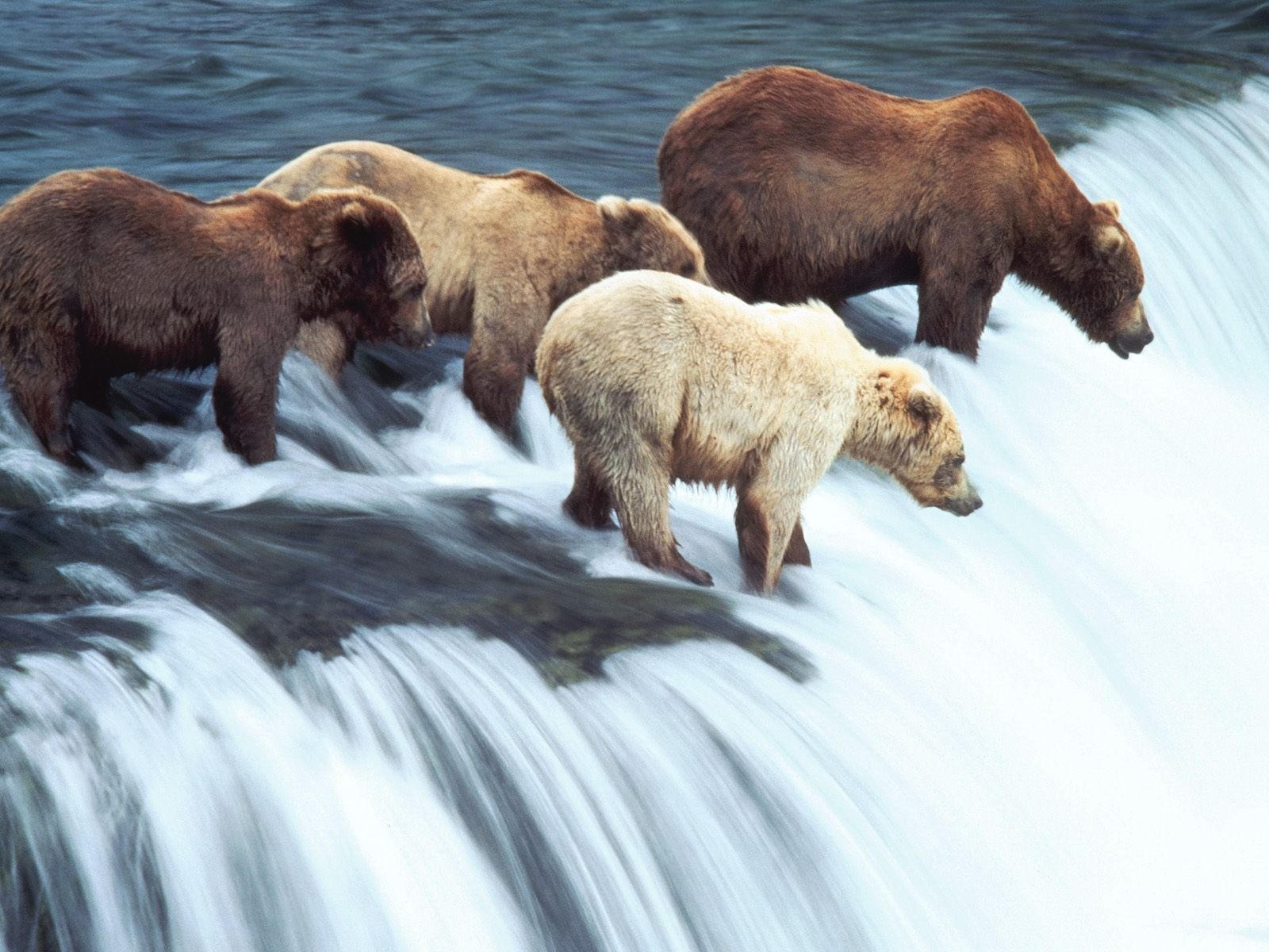 Возникнуть животный. Парк Катмай медведи. Бурый медведь на Аляске. Katmai National Park, Alaska. Медведь Гризли на Аляске.