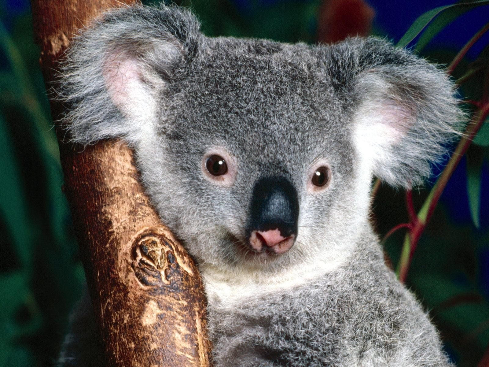 Венский зоопарк коалы