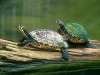 Две черепахи