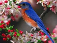 Птичка сине-оранжевого окраса