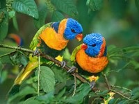 Две разноцветных птички