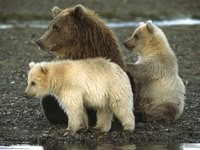 Медвежата с медведицей