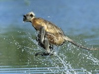 Мартышка прыгающая по воде