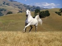 Белый конь в степи