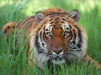 Тигр лежит в траве