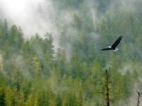 Полет птицы над лесом