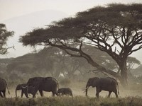 Стадо  слонов в лесостепи