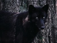 Черный волк возле дерева