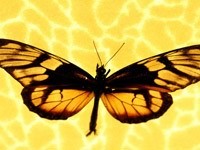 Желто-черная бабочка