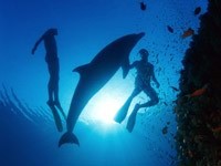 Дельфин и люди под водой
