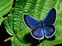 Синяя бабочка на зелёном листке