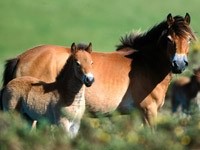 Лошадь с жеребёнком на лугу