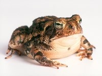 Коричневая жаба