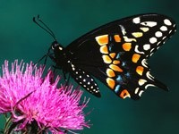 Красочная бабочка на клевере