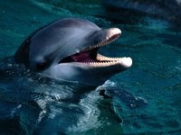Дельфин с открытым ртом