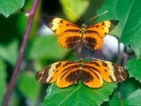 Две желто-коричневые бабочки