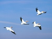 Пеликаны летят в небе