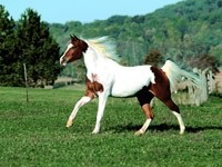 Бело-коричневая лошадь на лугу