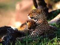 Леопард с детёнышем отдыхает