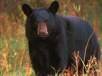 Черный медведь в траве