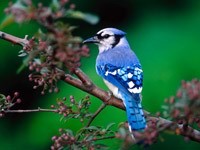 Птица в синей гамме цветов