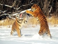 Игры тигров на снегу