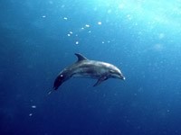Дельфин, плавающий в океане