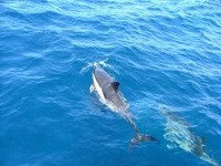 Плаванье дельфинов