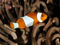 Бело-оранжевая рыбка в водорослях