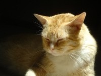 Сон рыжего кота