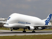    Beluga