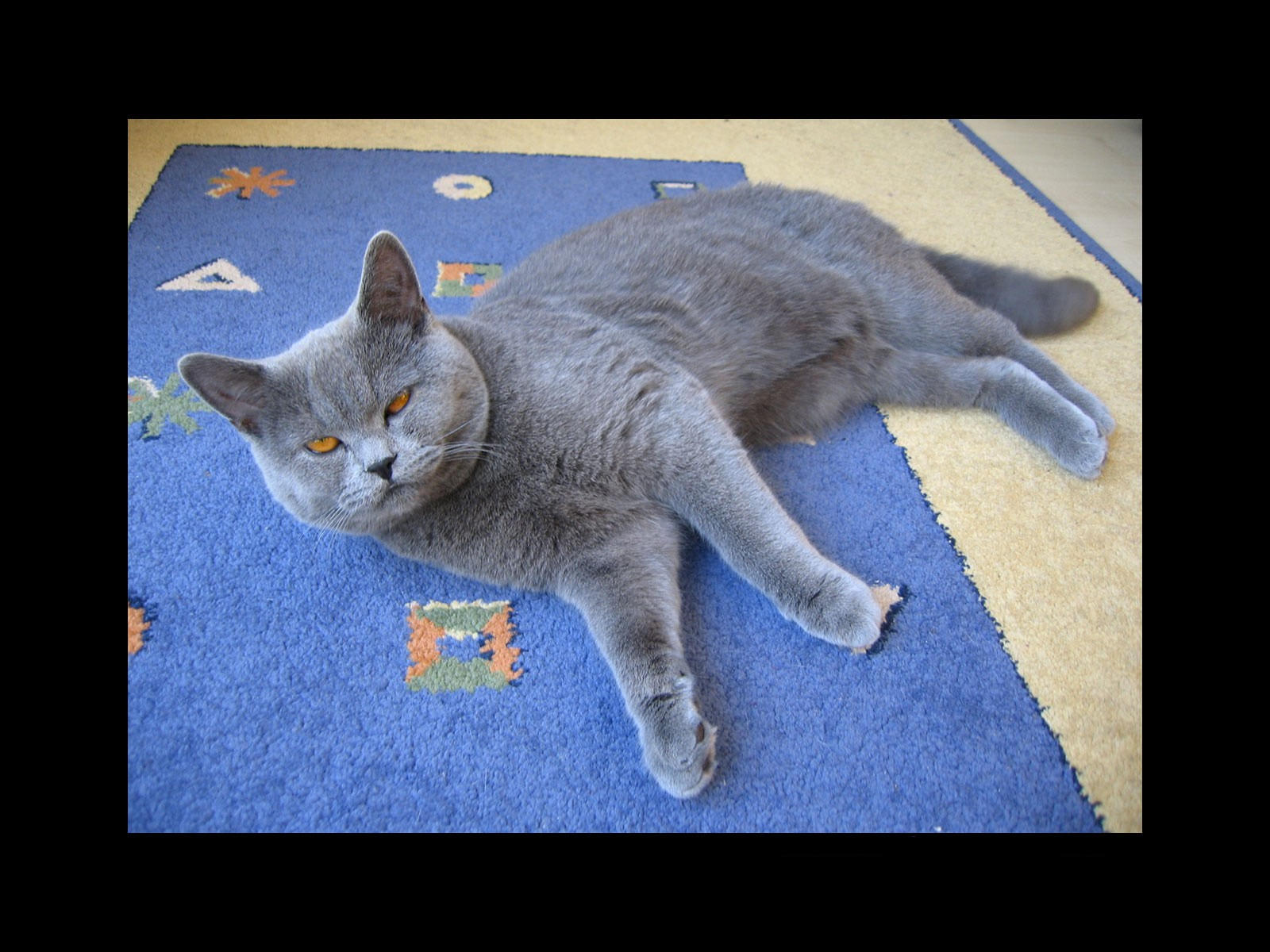 Кот лежит на коврике