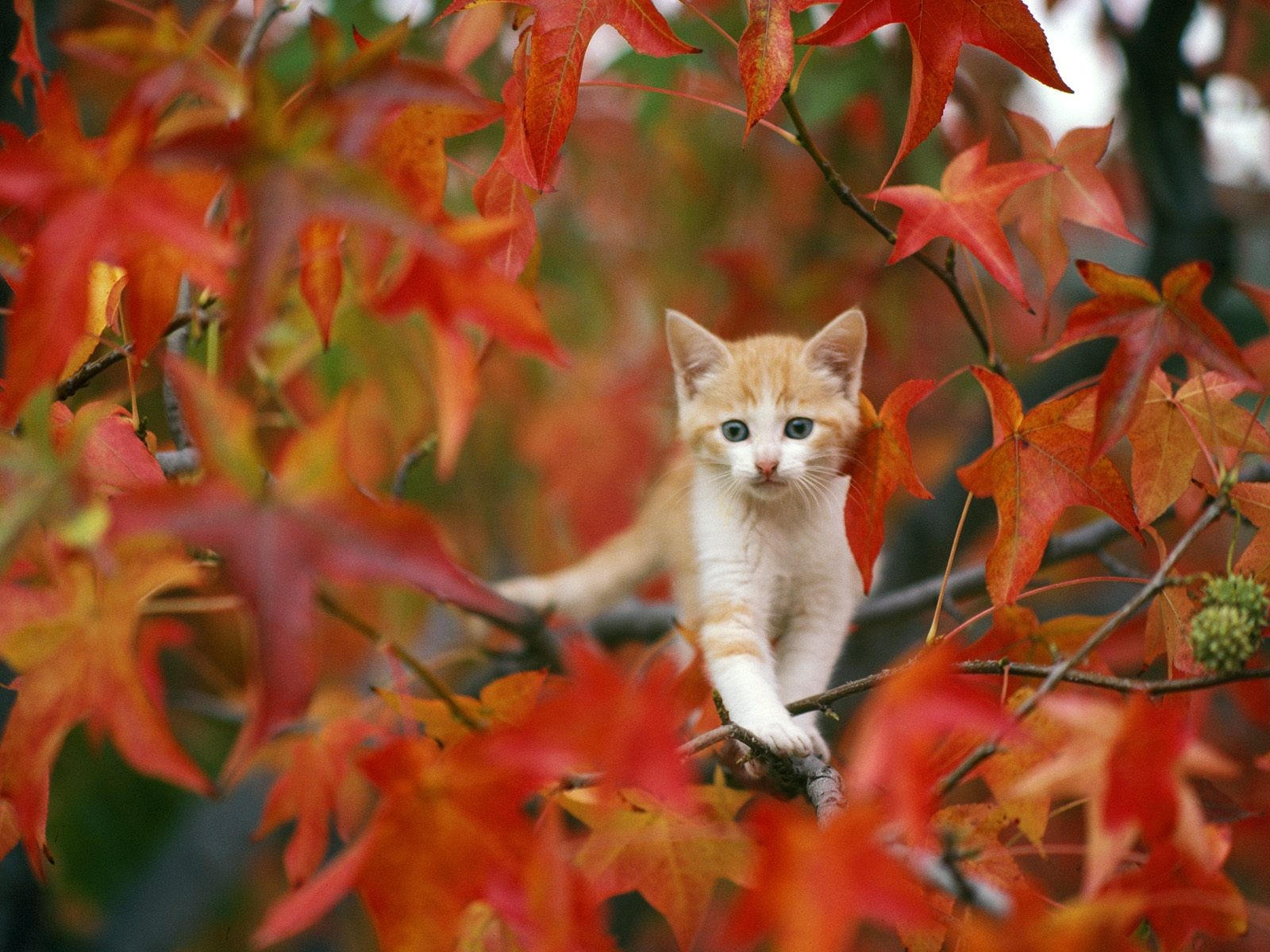 Котенок на дереве, осенью