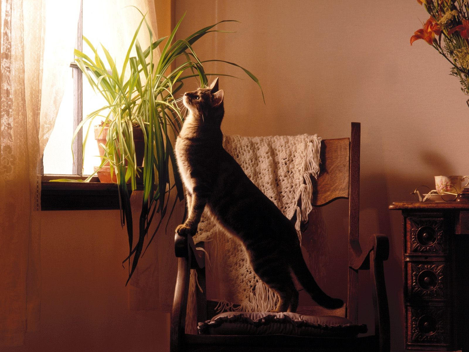 Кот на стуле, выглядывает в окно
