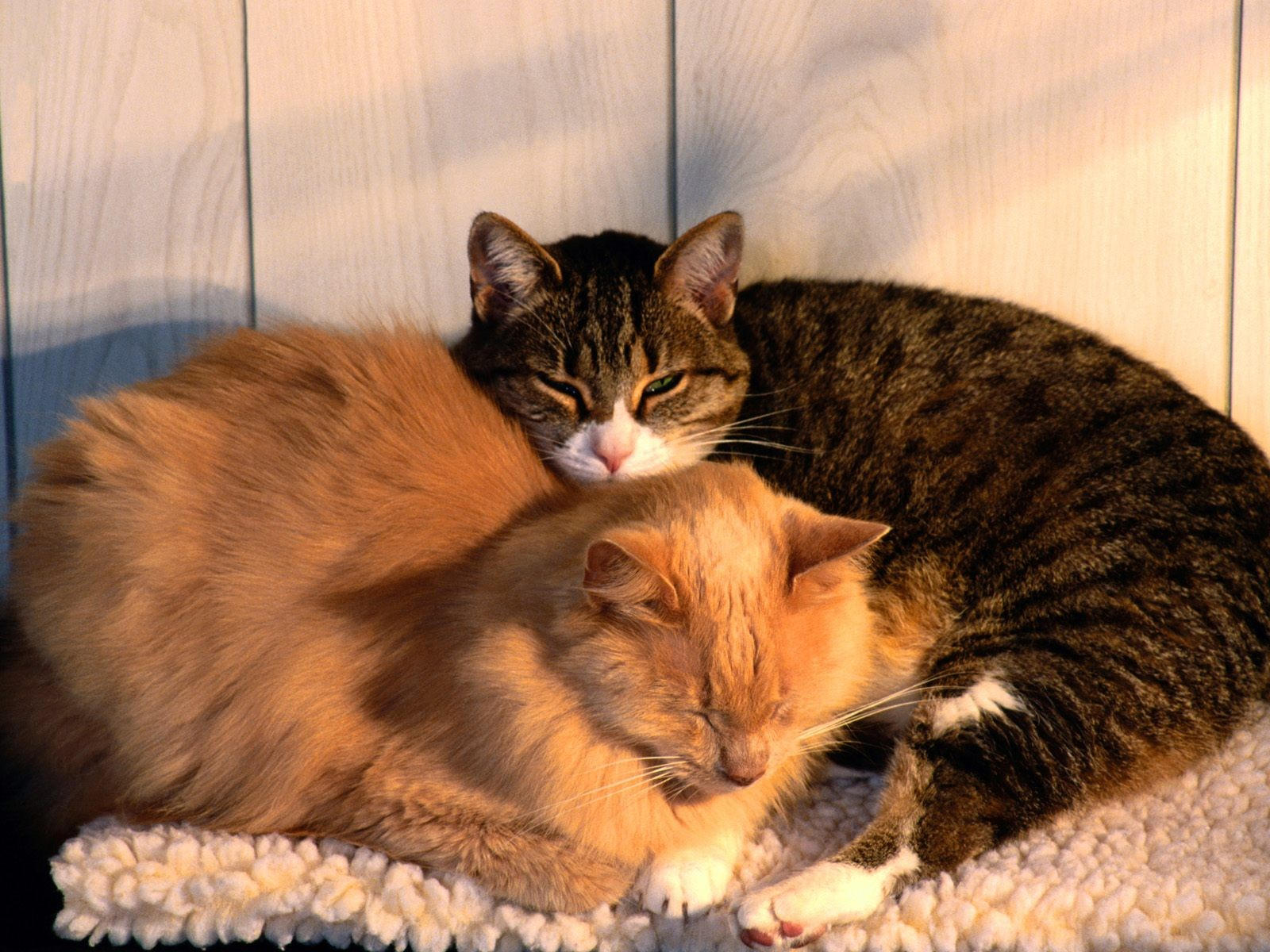 Двое котов дремлют на коврике