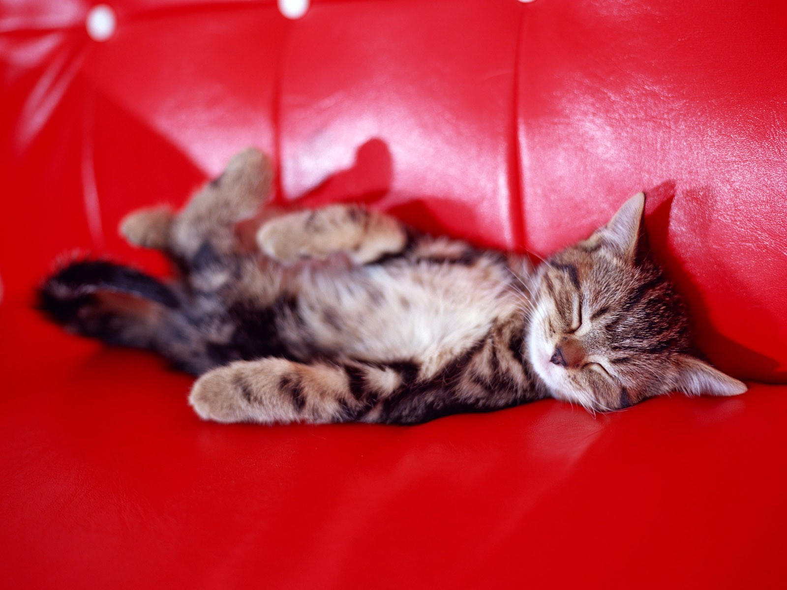 Котенок спит на красном диване