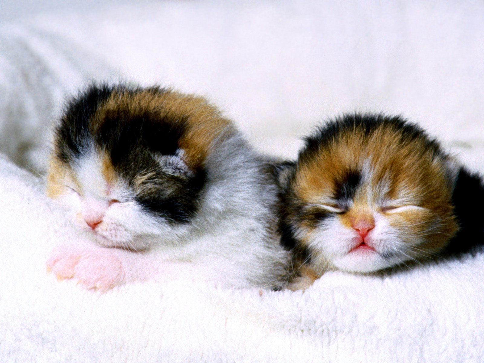 Двое маленьких котят, обои с кошками, картинки, фото 1024x768