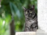 Серый кот выглядывает из-за угла