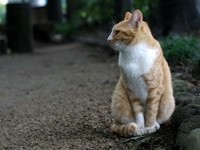 Рыжий кот на дорожке, в саду