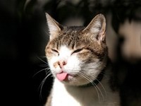 Кот показывает язык